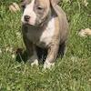 Olde English Bulldogge Puppies 