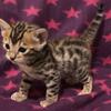 Bengal kitten -SOLD