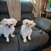 Female sisters Shihtzu 