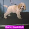 AKC  Standard Poodle Pup