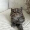 Kitten