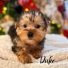 Yorkie puppies Yorkshire terrier 