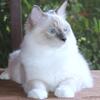 Family Raised Male Ragdoll Kitten Kittens Blue Lilac Point Pointed White Mitted Purebred TICA