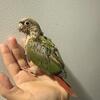 Baby conure 