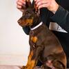 Black and tan (rust) European Doberman Pincher female puppy