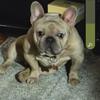 French Bulldog Stud Double Platinum Blu Fawn AKC pedigree paperwork