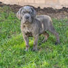 Cane Corso Puppies Available 