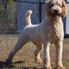Standard Poodle Male