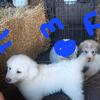 Great Pyrenees puppies