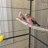BOURKES PARAKEETS FOR SALE