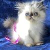 Himalayan Persian Kittens