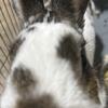 6 year old sweet Dutch rabbit male for sale 45$ 