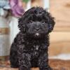 Cavapoo babies akc parents 500