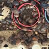 DUBIA roaches over 500 in colony $50 firm