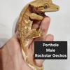 Geckos