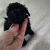 Teacup poodle puppies available