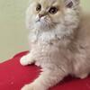 PERSIAN KITTEN MALE 