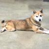 Shiba Inu