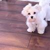 Maltese female