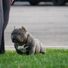 American bully stud