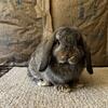 Chestnut Holland Lop Bucks 