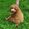 Cavapoo puppies