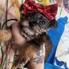 Yorkie puppies 