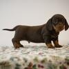 Mini Dachshund Braden
