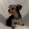 Adorable Yorkie