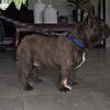 AKC registered Young Adult  Male French Bulldog    321 339 9422