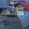 Fluffy Pembroke Welsh Corgi Puppies