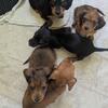 Miniature Dachshund Puppies 