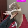 Pitbull/SAB mix pups!