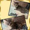 Brody & Codie GENETTAS (Bengal/Munchkin)