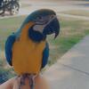 Blue&gold Macaw for sale