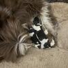 Shih Tzu puppies