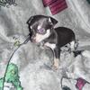 Cocoa, chihuahua puppy, M