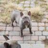 FEMALE LILLAC FRENCHIE HIGH QUALITY LINES  FRENCH BULLDOG