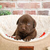 Labrador Puppy - Chestnut