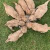~SOLD~  EnglishDoodle Puppies F1B Moyen Sized  Female