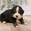 Cadbury - Family Raised Bernese Mountain Dog Puppy Ready in May