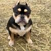 Exotic Micro Bully available for ReHome Great Pedigree