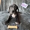 AKC Great Dane Female Coral Collar