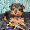 Yorkshire Terrier puppies