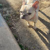 Female French bulldog