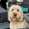 Stud - Medium Goldendoodle Stud