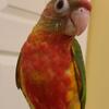 Red Factor Pineapple Baby Green Cheek Conure