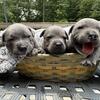 Staffordshire Bull Terrier Puppies
