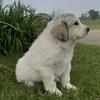 Rosey - AKC Great Pyrenees