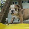 English Bulldog